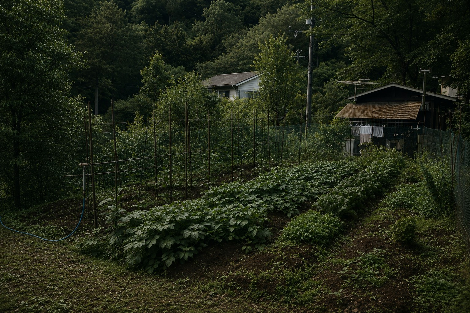 岡山・美作の畑